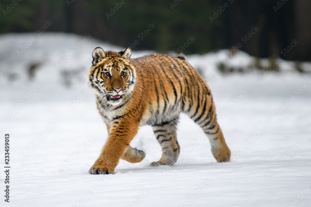 Fototapeta premium Tygrys syberyjski w śniegu (Panthera tigris)