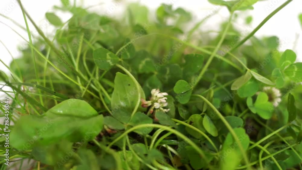Fresh herbs.Wild clover.Healthy diet. Grass for cats. Greens for cooking.Organic products.Herbarium's.Healing plant. Fresh herbs.Wild clover.Healthy diet. Grass for cats. Greens for cooking.Organic products.Herbarium's.Healing plant.
