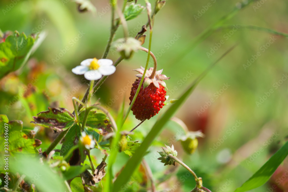 Bright red juicy ripe strawberries on a green summer blurred background.