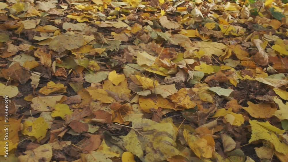 Autumn yellow foliage closeup Autumn yellow foliage closeup
