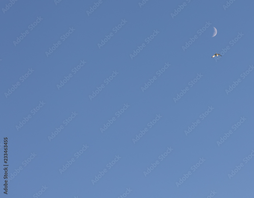 moon