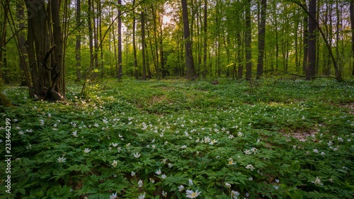 Natural spring forest with blooming anemone flowers