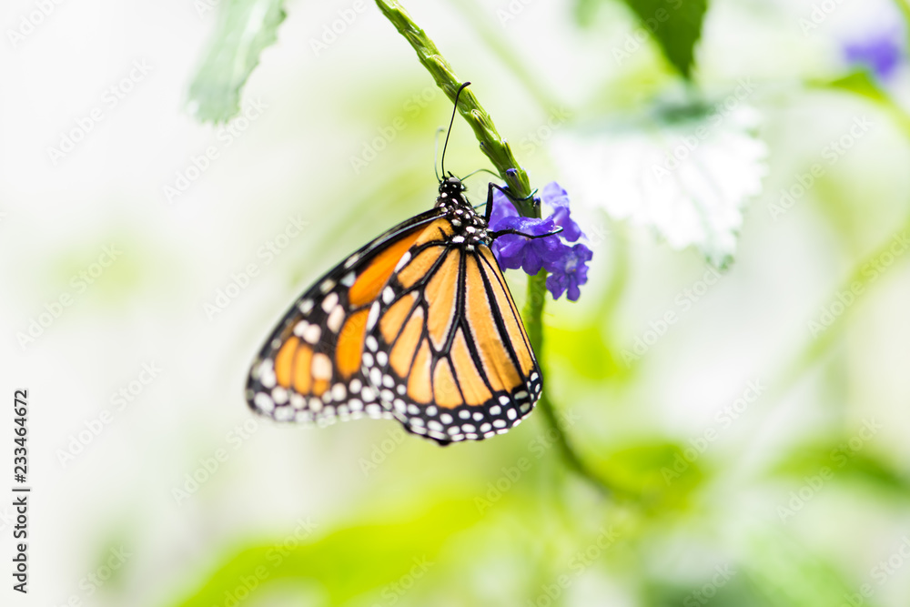 Mariposa Mariposa