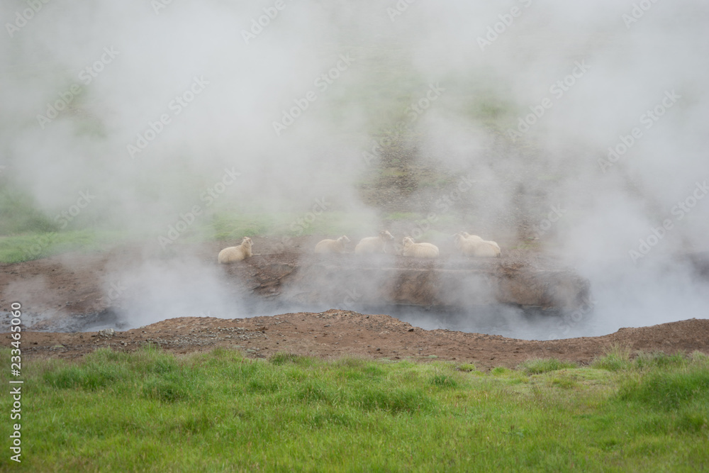 Schafe an heißen Quellen im Hengill Geothermalgebiet / Süd-West-Island 