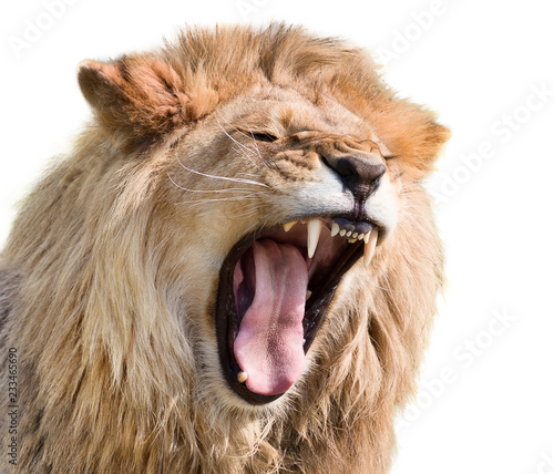 Fototapeta Naklejka Na Ścianę i Meble -  Furious lion male isolated on white background