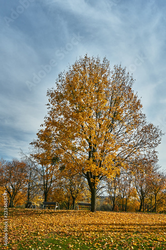 Colorful autumn leaves on a tree in a park in Poznan.