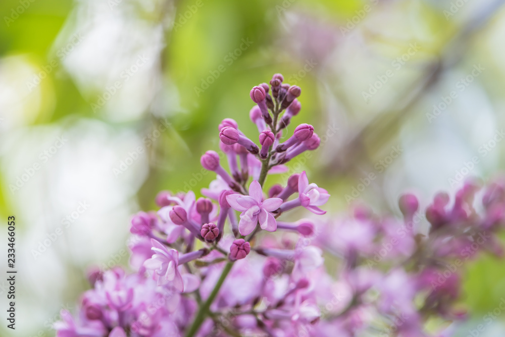 Obraz premium Flores