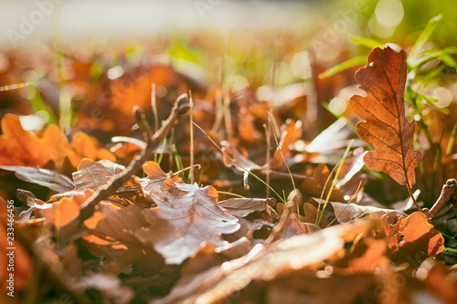 Autumn leaves on the ground