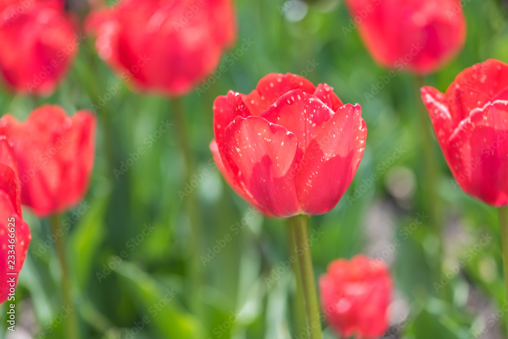 Obraz premium Flores