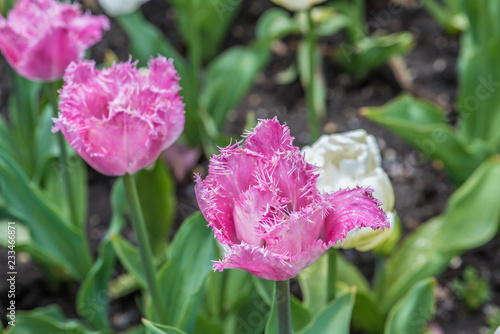 Wallpaper Mural Flores Torontodigital.ca
