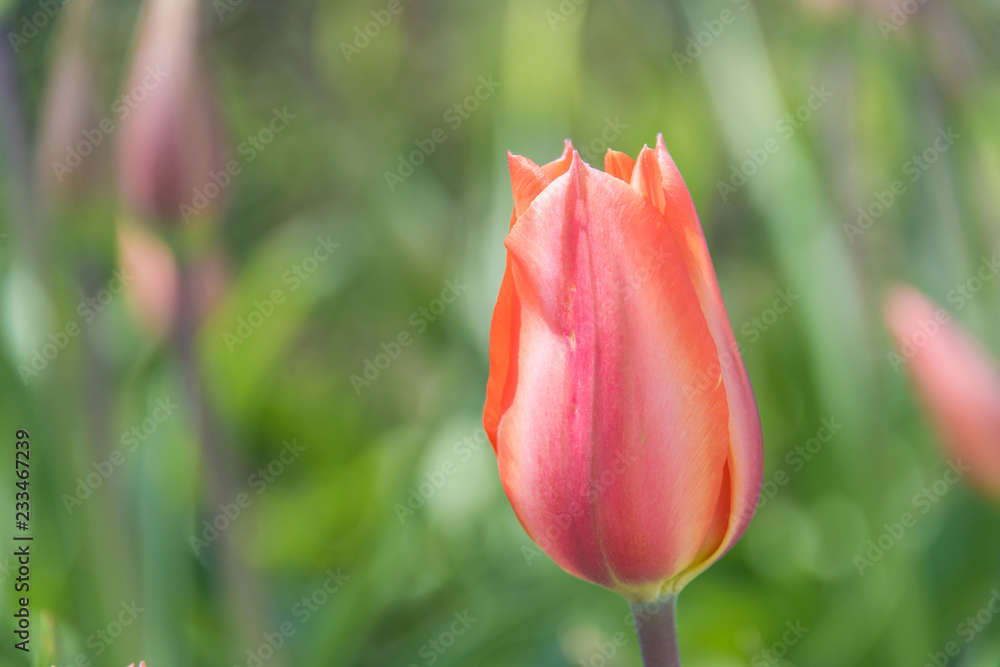 Flores Flores