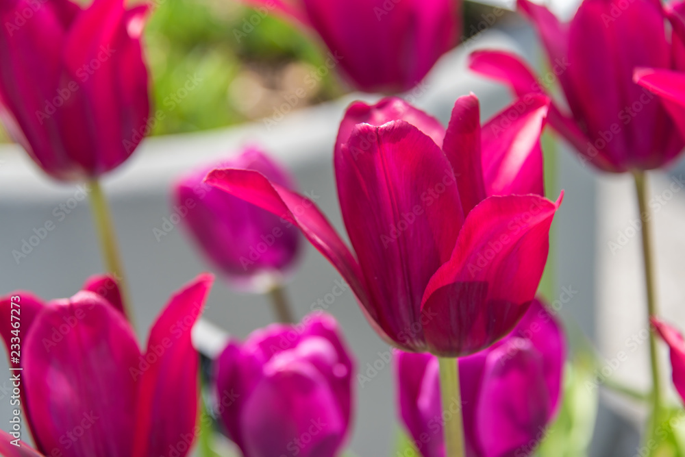 Naklejka premium Flores