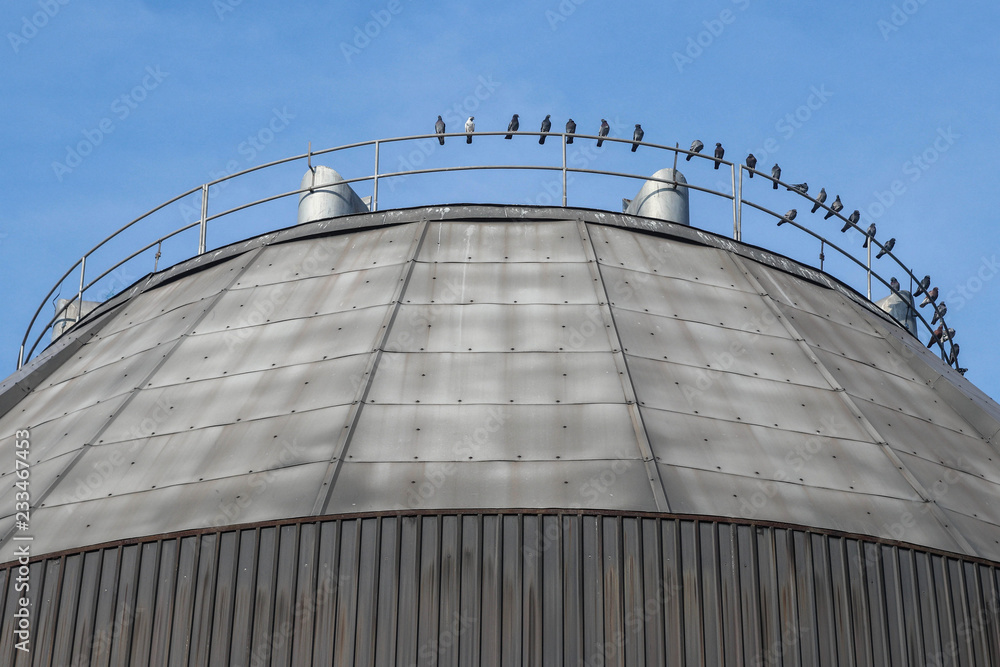 A flock of pigeons on top of the digestory tower A flock of pigeons on top of the digestory tower
