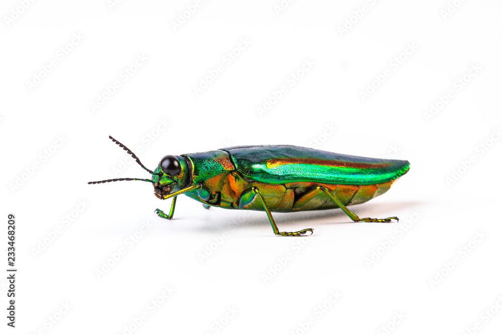 Jewel beetle, Metallic wood-boring beetle isolated Jewel beetle, Metallic wood-boring beetle isolated