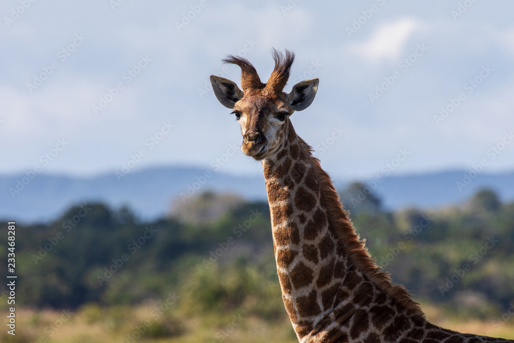 Obraz premium Giraffe 16