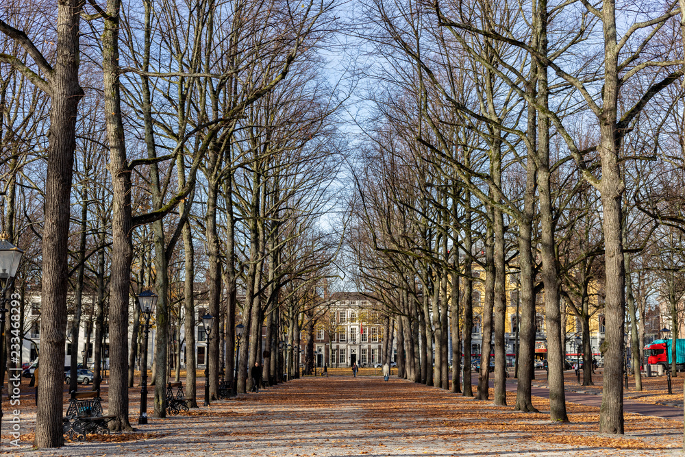 Lane of static trees in autumn with leafs on the ground and city buildings in the background