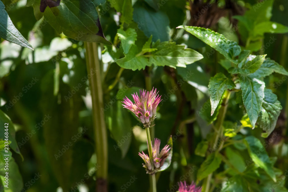 Flores Flores