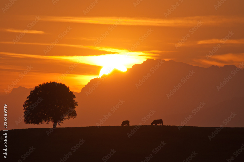 Silhouette of tree and cows on a beautiful sunset with the sun behind the mountains