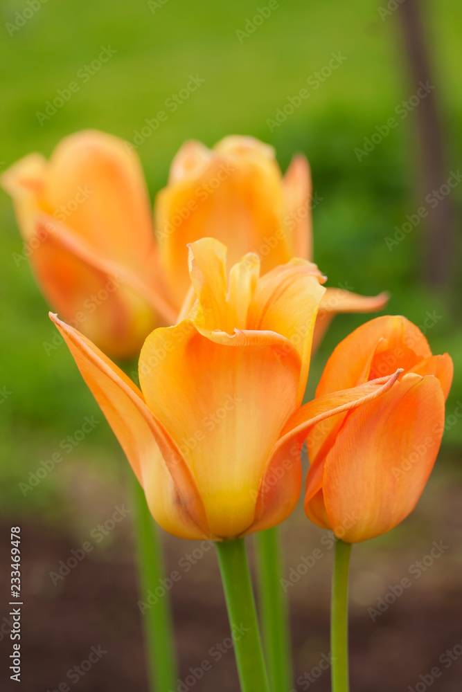 Orange-yellow tulips in garden close-up. Group of bright tulips in their natural state Orange-yellow tulips in garden close-up. Group of bright tulips in their natural state
