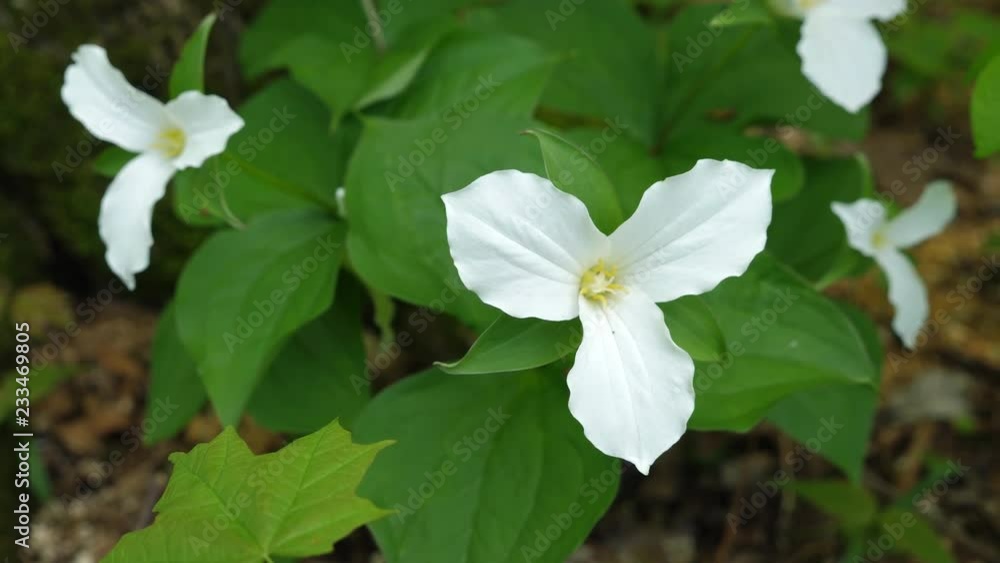 White trillium flower. The official flower of the province of Ontario, Canada. White trillium flower. The official flower of the province of Ontario, Canada.