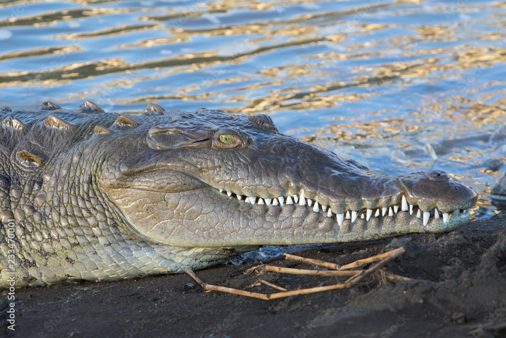 Obraz premium American Crocodile in the Tarcoles River, Costa Rica