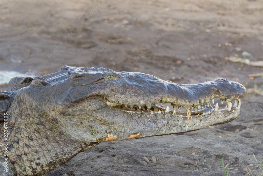 Naklejka premium American Crocodile in the Tarcoles River, Costa Rica
