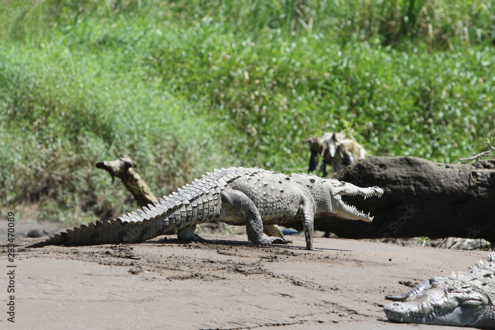 American Crocodile in the Tarcoles River, Costa Rica