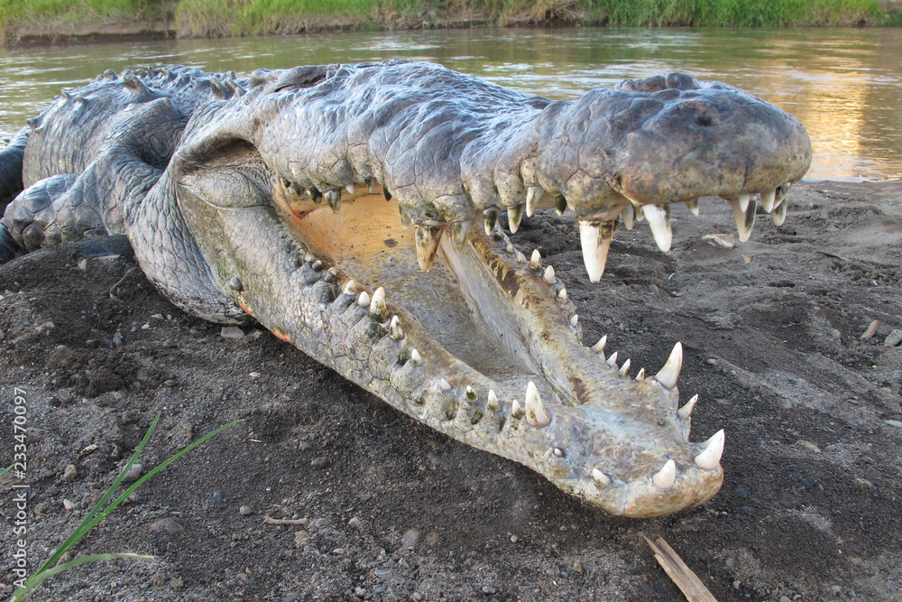 Obraz premium Krokodyl amerykański w rzece Tarcoles, Kostaryka