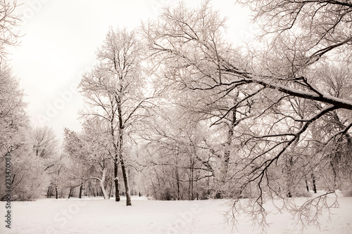 Wallpaper Mural Beautiful views of Russian winter forest in the snow at sunset frosty days. Trees covered in frost and snow. Torontodigital.ca