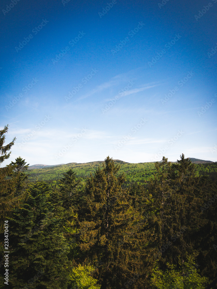 Fototapeta premium forest, Bavaria