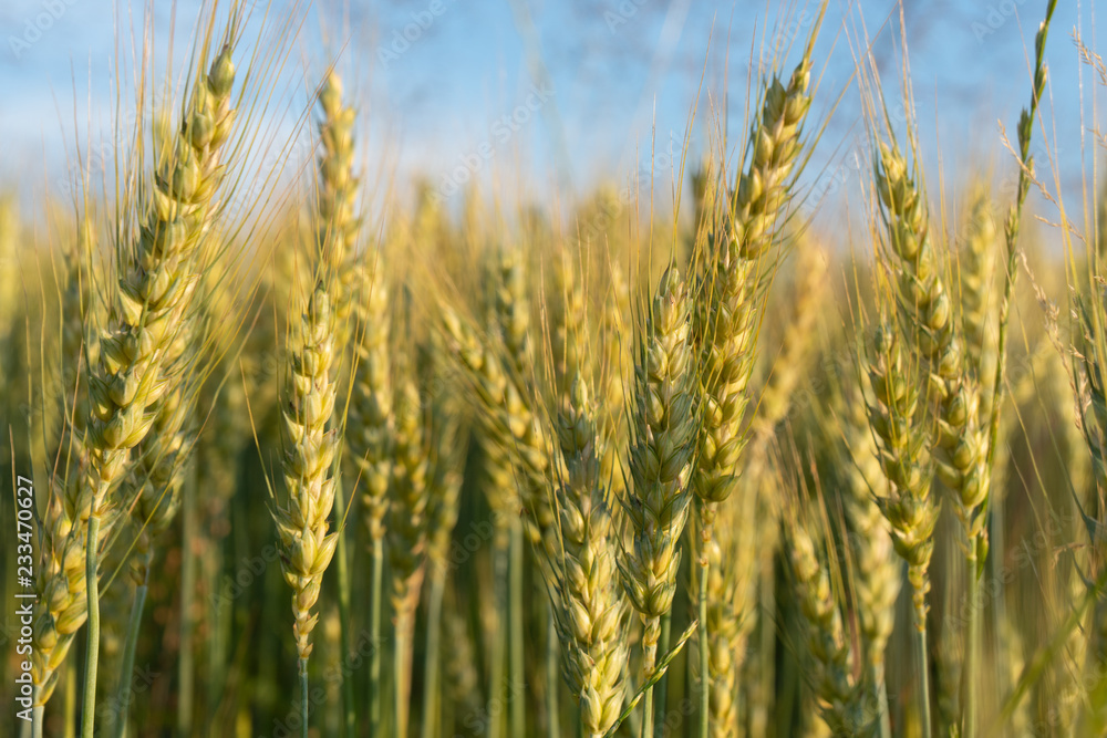 Wheat closeup Wheat closeup