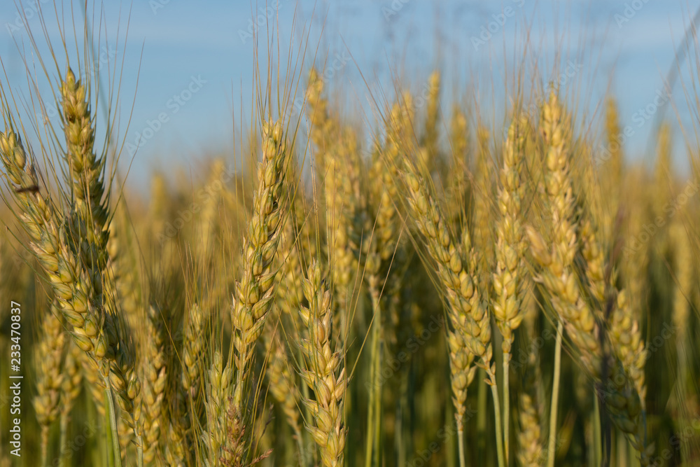 Field of golden wheat Field of golden wheat