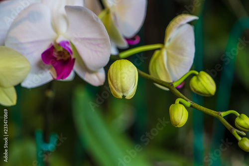 Orquideas