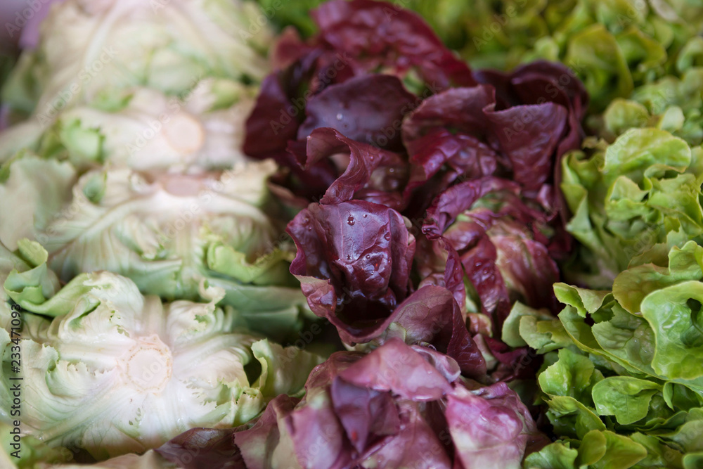Obraz premium Salad mix with rucola, frisee, radicchio and lettuce.