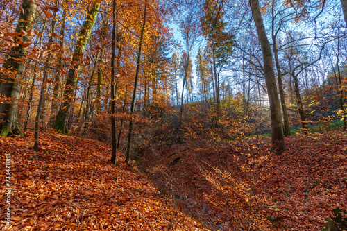 German forest with much fallen leaves in late fall
