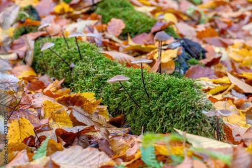 thin-stemmed mushrooms grow from a moss-covered piece of deadwood