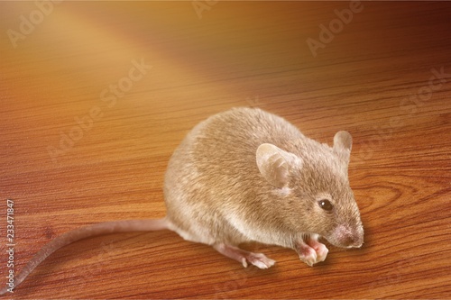 Gray mouse animal on background