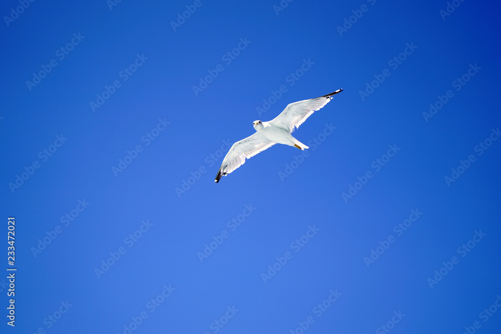 Portrait Of Flying Seagull