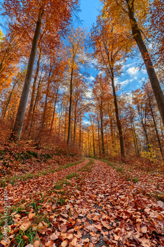 Forest path in late fall with vibrant colors