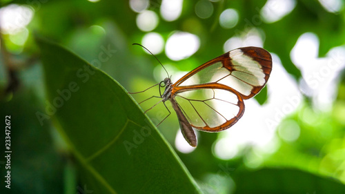 Photography Transparent butterfly on a leaf