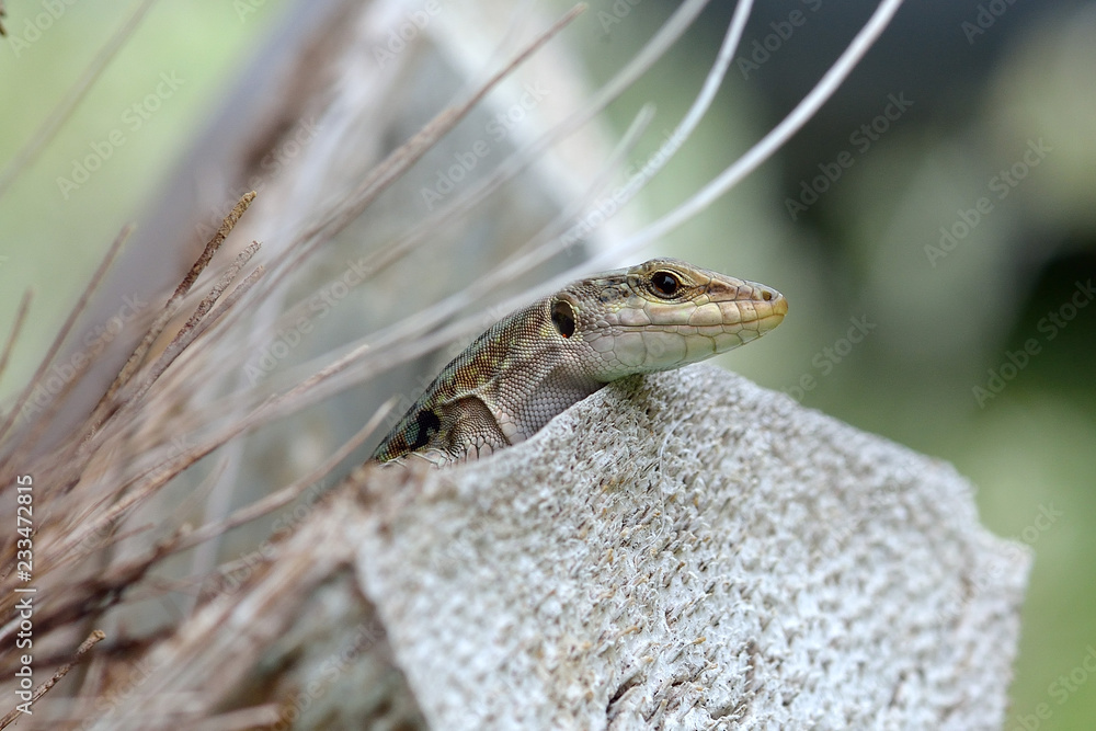 Fototapeta premium Lucertola
