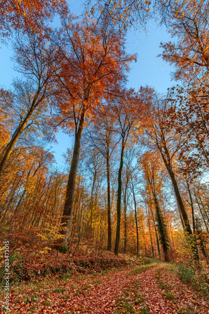 Fototapeta premium Forest path in late fall with vibrant colors
