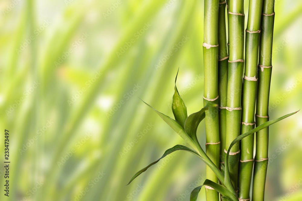 Many bamboo stalks on background Many bamboo stalks on background