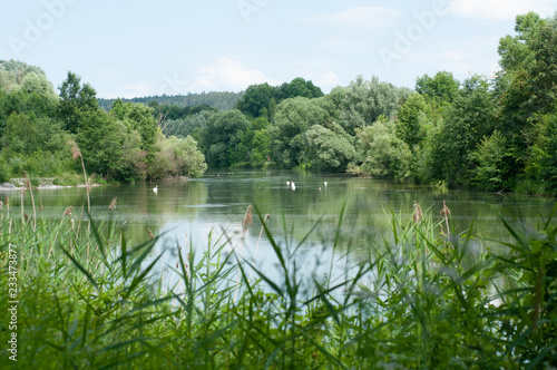 Isar Fluß Naturaufnahme eines Gewässers mit Bäumen Schilf und Schwänen