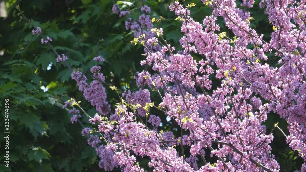 Purple tree blossom with bees. Forest pansy or Eastern Redbud tree. Maple tree in the background. East York, Toronto, Ontario, Canada. Purple tree blossom with bees. Forest pansy or Eastern Redbud tree. Maple tree in the background. East York, Toronto, Ontario, Canada.