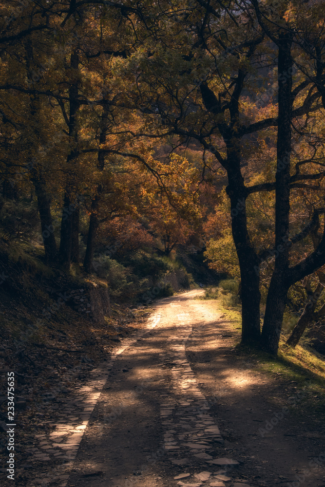 Trees in the way