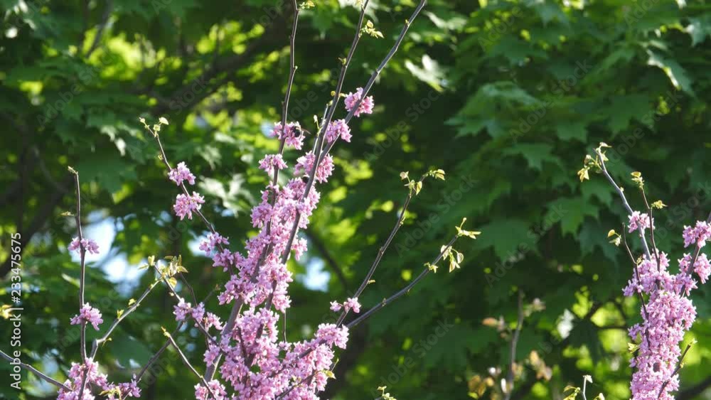 Maple Bee Vidéo Stock Purple tree blossom with bees. Forest pansy or Eastern ...