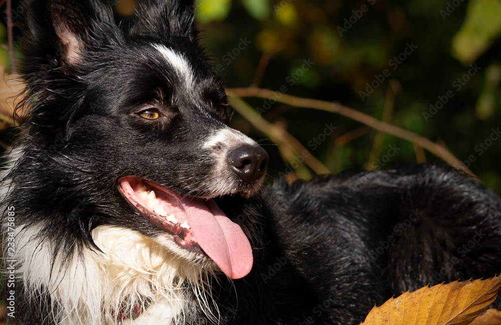Border collie puppy relaxes among the autumn leaves of the forest on a beautiful sunny day. Border collie puppy relaxes among the autumn leaves of the forest on a beautiful sunny day.