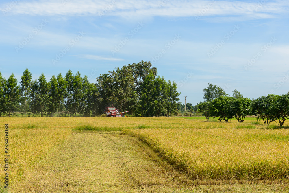 Combine harvester Working on rice field. Harvesting is the process of gathering a ripe crop Combine harvester Working on rice field. Harvesting is the process of gathering a ripe crop