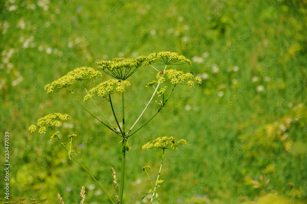 Colorful fresh green yarrow plant in a green background Colorful fresh green yarrow plant in a green background